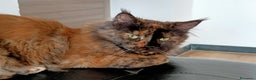 Maine Coon gatti in regalo: Gatta Maine coon in adozione  - Annuncio 2