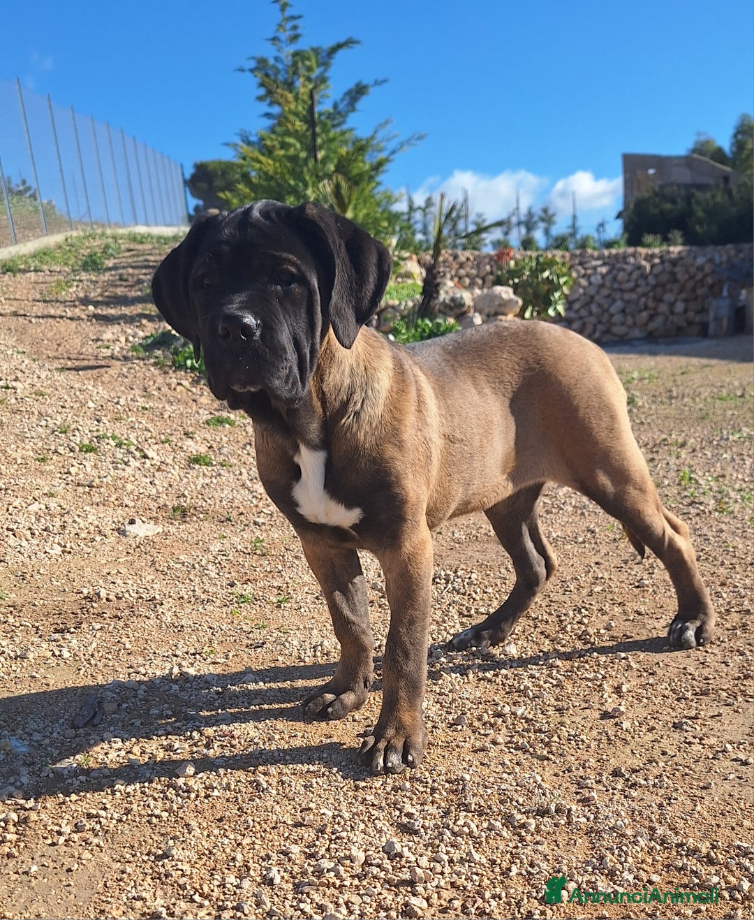 Cane Corso cani in vendita: Cucciole Cane Corso - Annuncio 12
