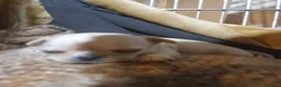 Chihuahua cani in vendita: Chihuahua con genealogia campioni internazionali  - Annuncio 17