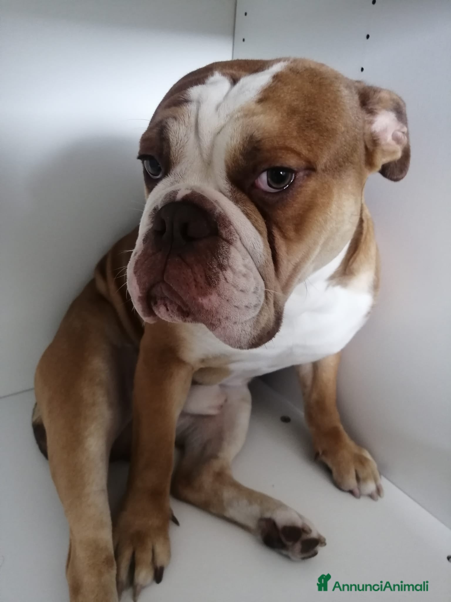 Bulldog cani Rocco, bulldog americano in canile - Annuncio 4