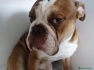 Bulldog cani Rocco, bulldog americano in canile - Annuncio 1