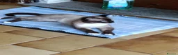 Meticcio gatti in regalo: GATTI ADULTI - Annuncio 2