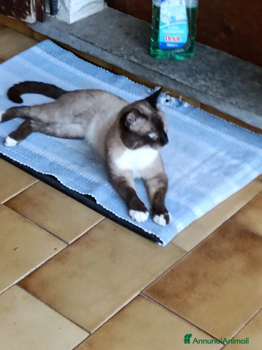 Meticcio gatti in regalo: GATTI ADULTI - Annuncio 2