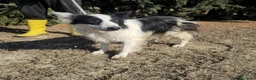 Meticcio cani in regalo: amelie - Annuncio 4