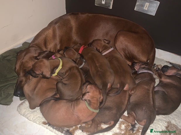 Rhodesian Ridgeback cani - Annuncio 2