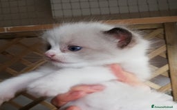Ragdoll gatti in vendita: Cuccioli Ragdoll a Provincia di Bergamo - Immagine 5