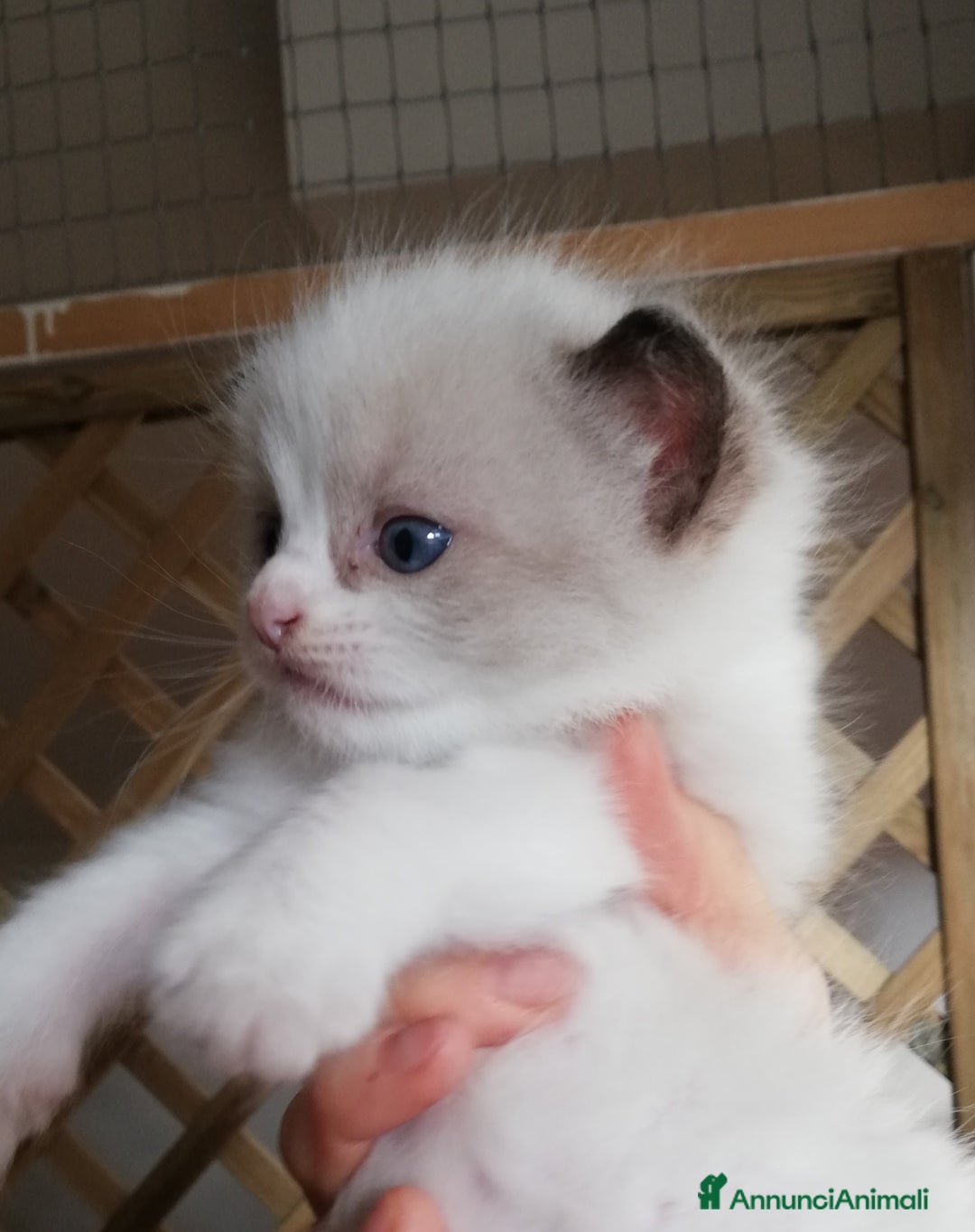 Ragdoll gatti in vendita: Cuccioli Ragdoll a Provincia di Bergamo - Immagine 5