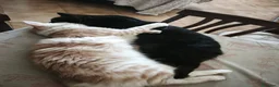 Maine Coon gatti in vendita: Cuccioli di maine coon, uno red e uno black. - Annuncio 4