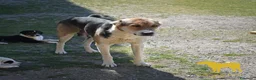 Pastore Asia Centrale cani in vendita: Cucciola di Pastore dell’Asia Centrale - Annuncio 1