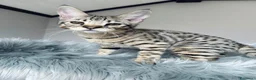 Savannah gatti in vendita: Splendidi cuccioli di gatto Savannah – 4 mesi  - Annuncio 28