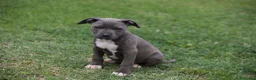 Pitbull cani in vendita: Cuccioli Pit Bull pronta consegna  - Annuncio 31