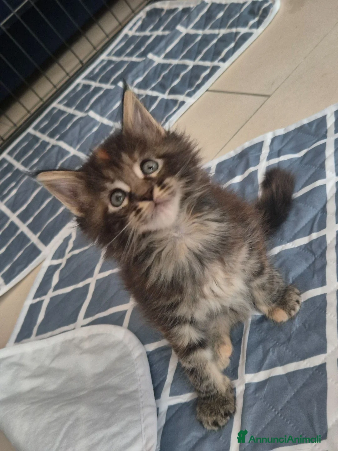 Maine Coon gatti in vendita: Maine coon femmina - Annuncio 2