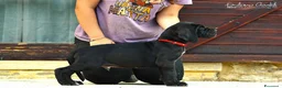 Alano cani in vendita: Cuccioli Alano Neri e blu - Annuncio 8