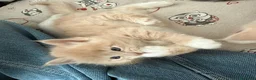 Siberiano gatti in vendita: 3 MASCHIETTI SIBERIANI a Città Metropolitana di Bologna - Annuncio 5