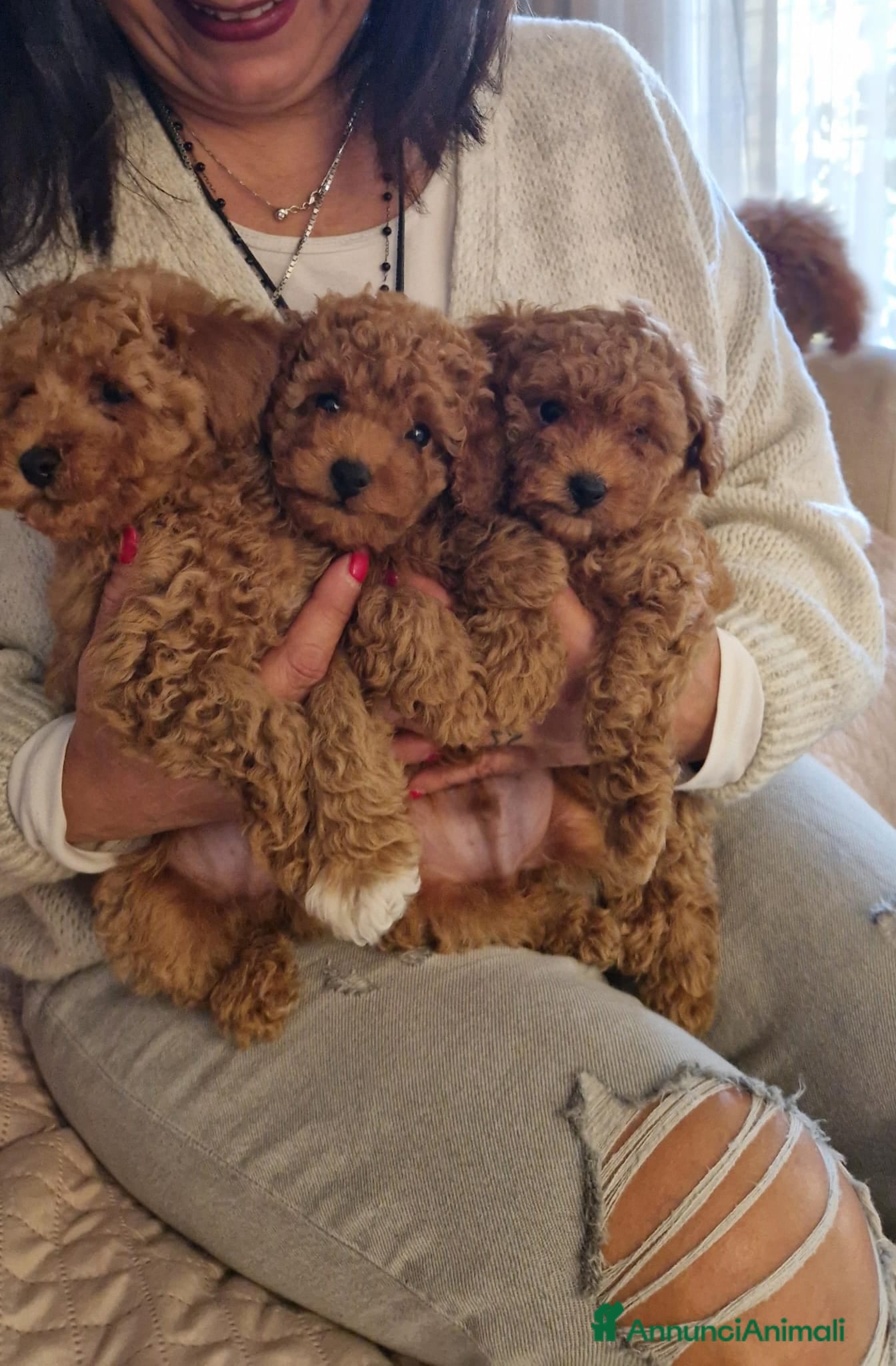 Barboncino Toy cani Barboncini Toy disponibili  - Annuncio 2