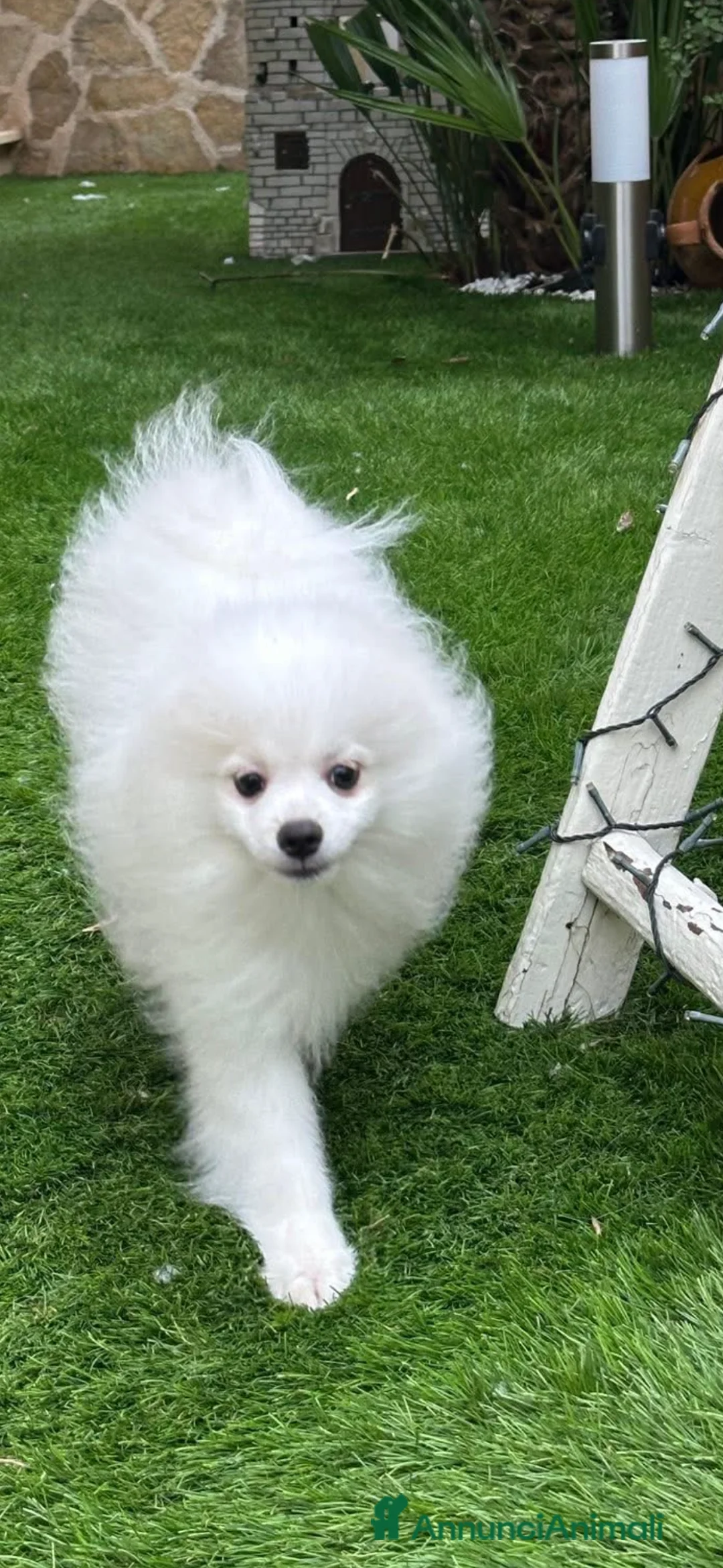 Spitz cani in vendita: Cucciolo di spitz - Annuncio 2