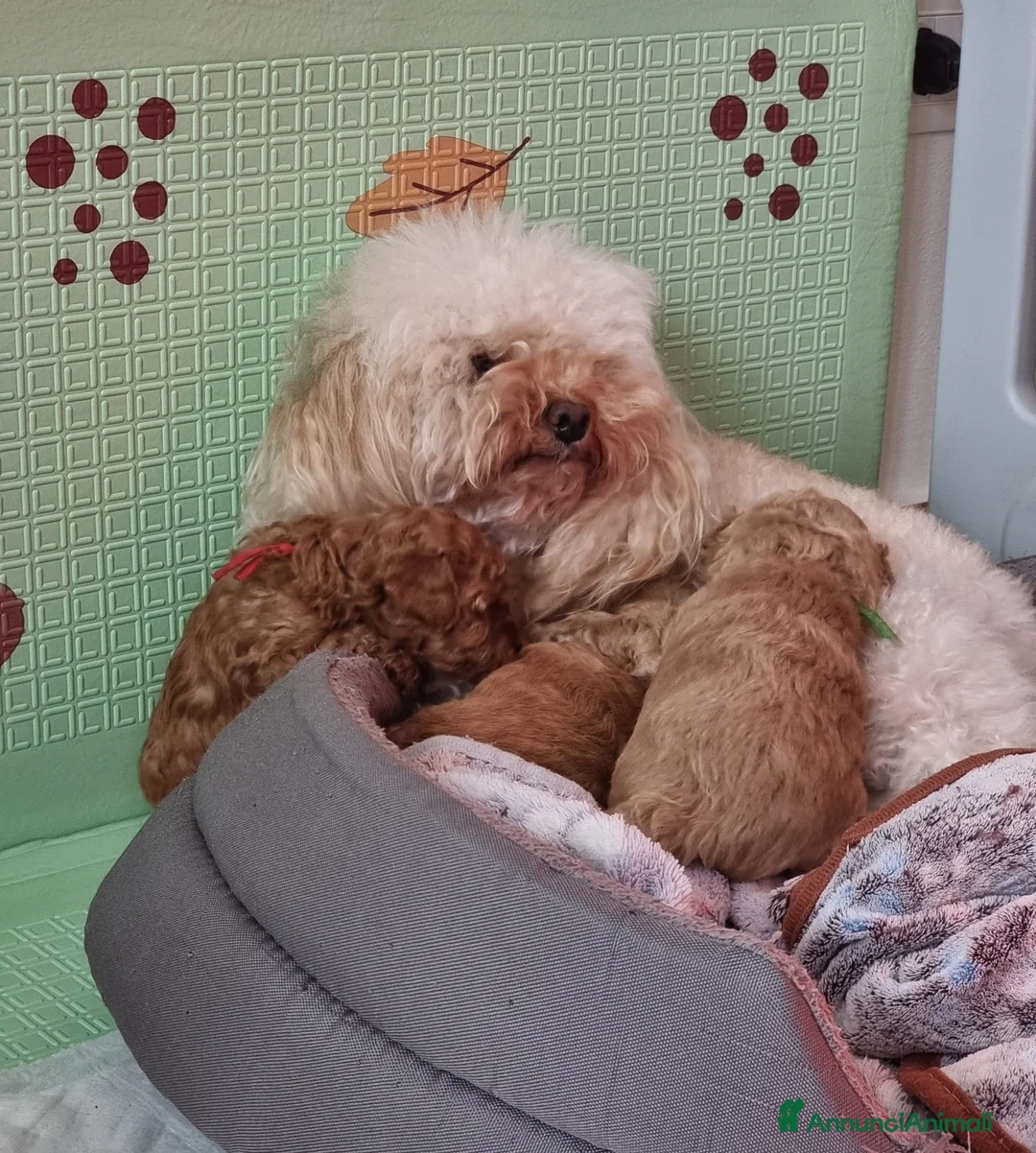 Barboncino Toy cani in vendita: Barboncini mini toy - Annuncio 7