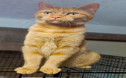 Altre razze gatti in regalo: Gatta arancione  - Immagine 3