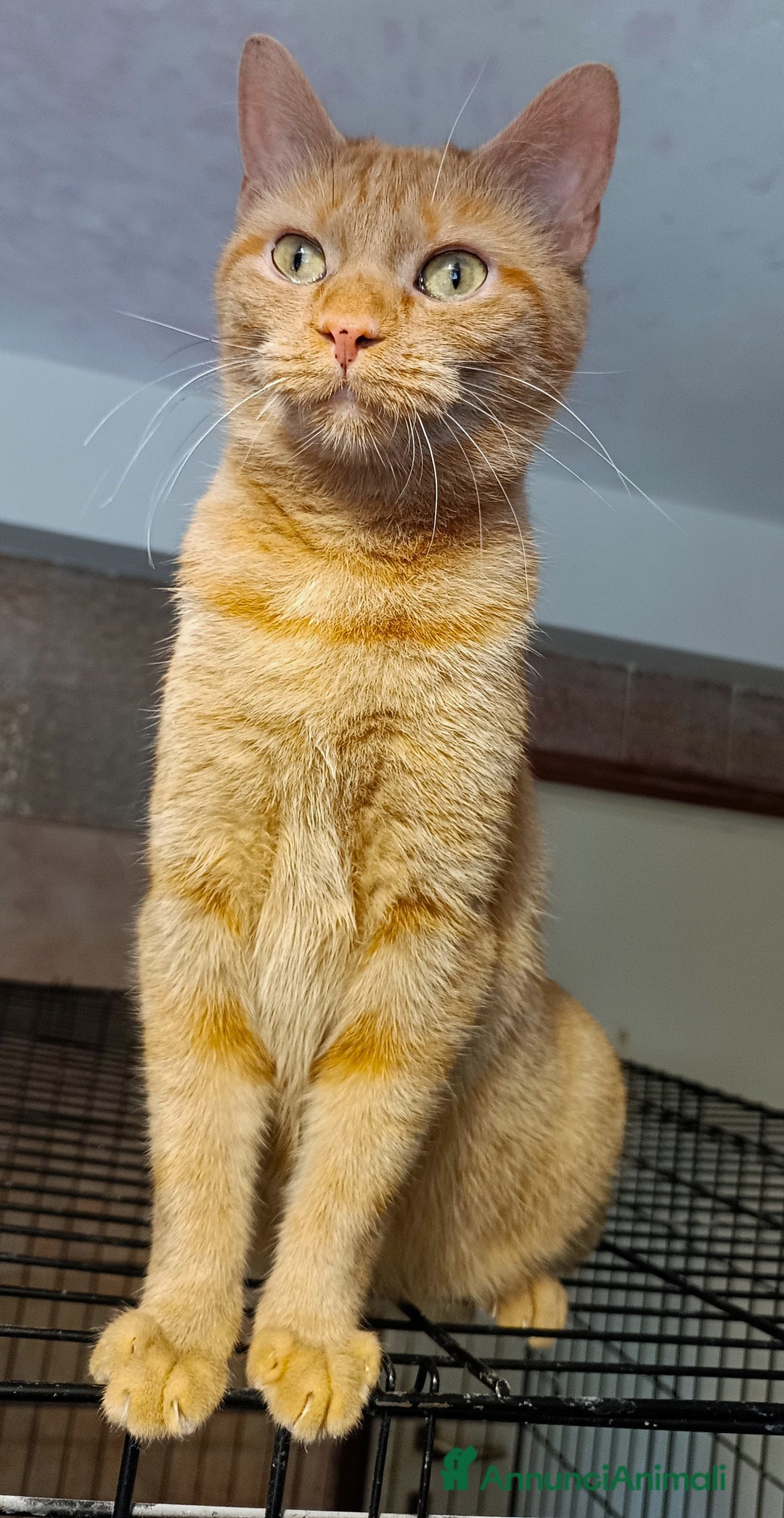 Altre razze gatti in regalo: Gatta arancione  - Immagine 3