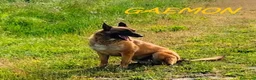 Altre razze cani in regalo: GAEMON bello come il sole a Provincia di Lucca - Annuncio 3