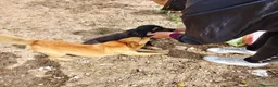 Meticcio cani in regalo: Luigi dolcissimo cagnolino taglia piccola  - Annuncio 5