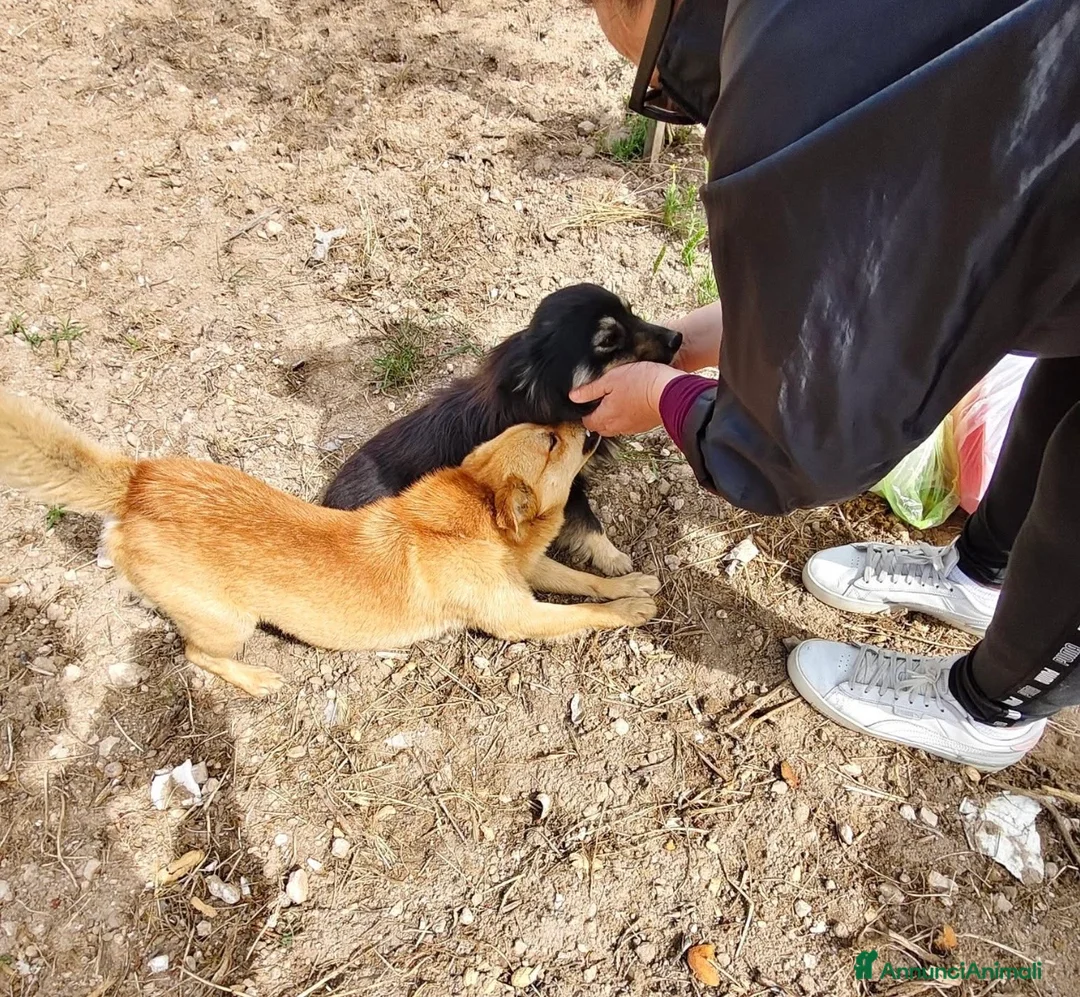 Meticcio cani in regalo: Luigi dolcissimo cagnolino taglia piccola  - Annuncio 5