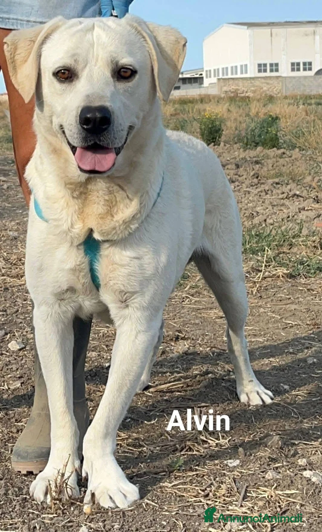 Meticcio cani in regalo: Jerry e Alvin  - Annuncio 4