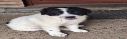 Meticcio cani in vendita: 🐶 Cucciola femmina bianca con macchie nere - Annuncio 3