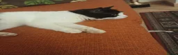 Meticcio gatti in regalo: GATTI ADULTI E GATTINI PICCOLI a Provincia di Piacenza - Annuncio 7