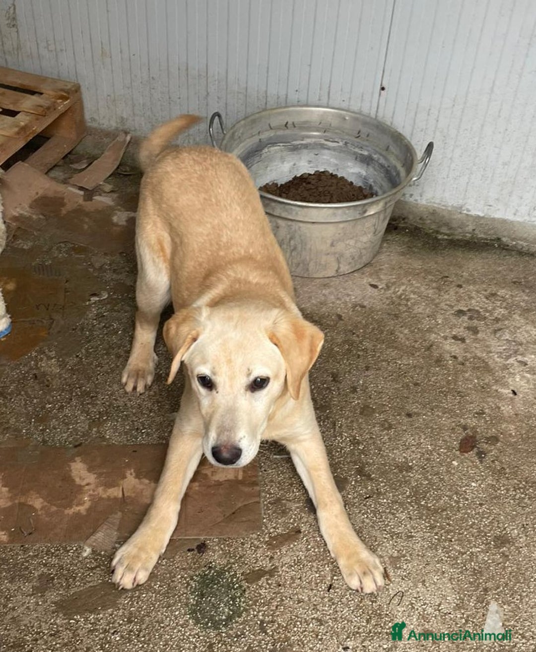 Labrador cani in regalo: IL BELLISSIMO NOEL - Annuncio 2