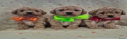 Maltipoo cani in vendita: Adorabili cuccioli di Maltipoo a Provincia di Padova - Annuncio 9