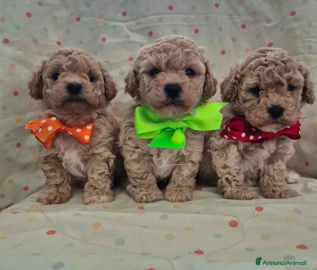 Maltipoo cani in vendita: Adorabili cuccioli di Maltipoo a Provincia di Padova - Annuncio 9