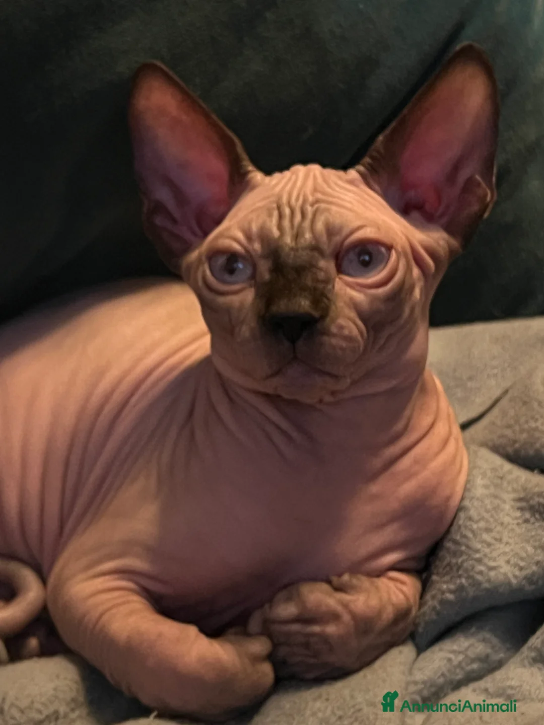 Sphynx gatti in vendita: Sphynx  a Città metropolitana di Roma Capitale - Annuncio 3