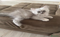 Persiano gatti in vendita: Gattine persiane a Provincia di Brescia - Immagine 7
