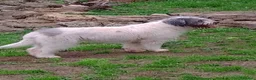 Altre razze cani in vendita: Romanian Mioritic shepherd dog  - Annuncio 5