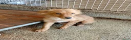 Meticcio cani in regalo: Vasco  - Annuncio 2