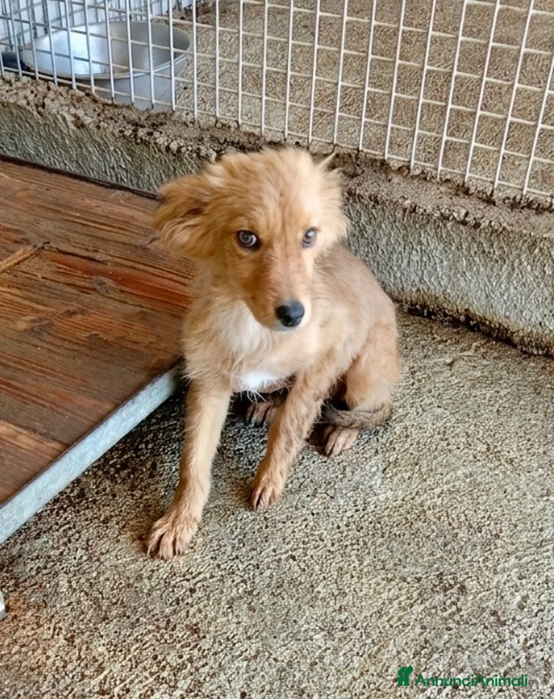 Meticcio cani in regalo: Vasco  - Annuncio 2