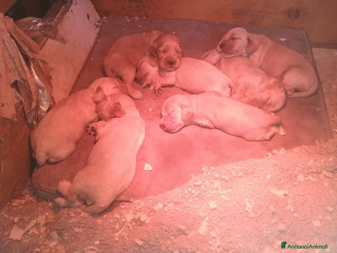 Cocker cani in vendita: Cocker spaniel - Annuncio 3