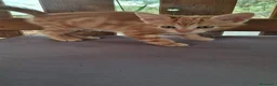 Meticcio gatti in regalo: GATTINI ROSSI - Annuncio 2