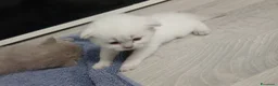 Scottish gatti in vendita: Scottish blu point  - Annuncio 3