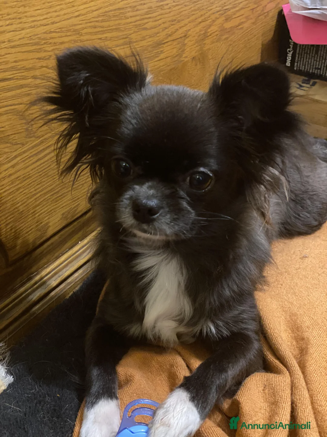 Chihuahua cani in vendita: CHIHUAHUA PELO LUNGO - MASCHI - Annuncio 14