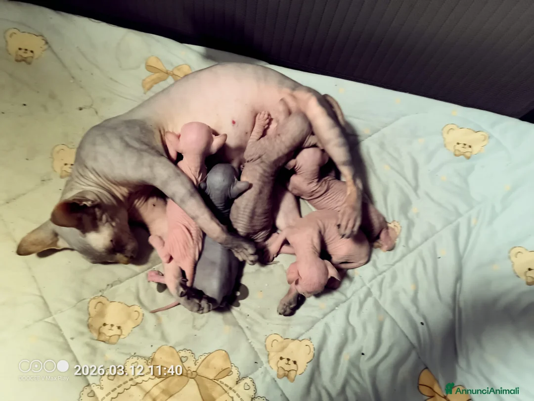 Sphynx gatti in vendita: SphynxCanadian/elf streight cuccioli in vendita a Provincia di Varese - Annuncio 2