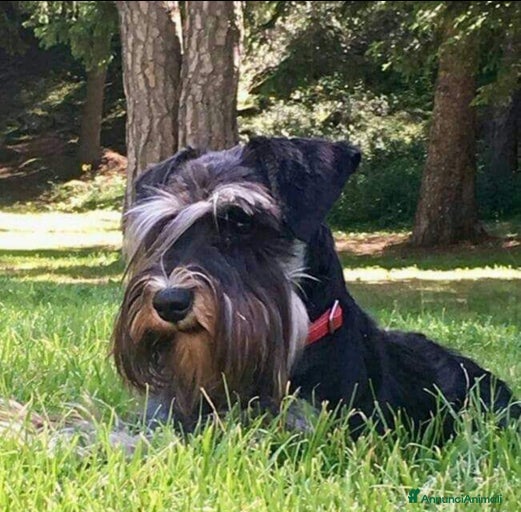 Immagine della galleria {{count}}