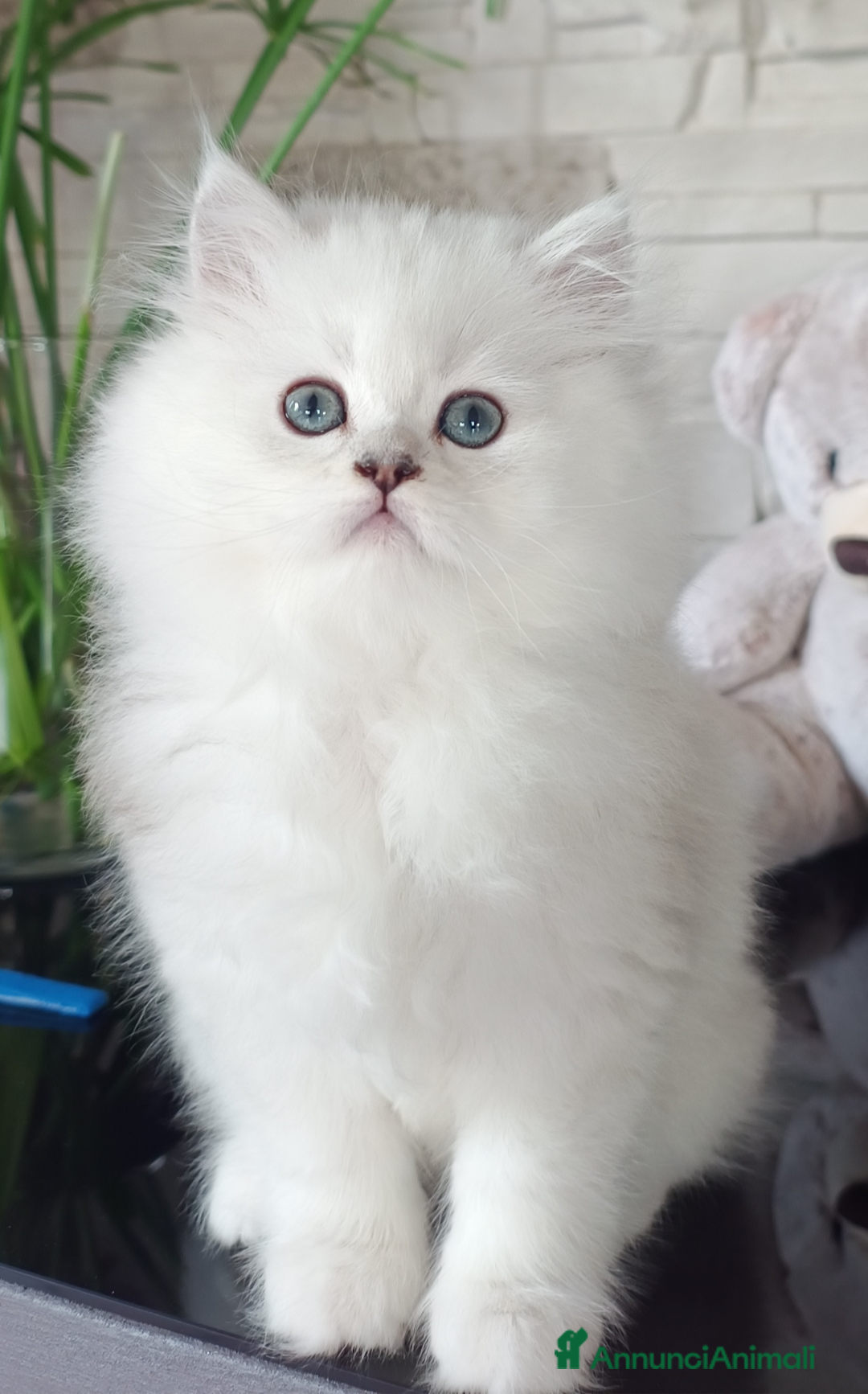 Persiano gatti in vendita: Gatti persiani - Annuncio 4