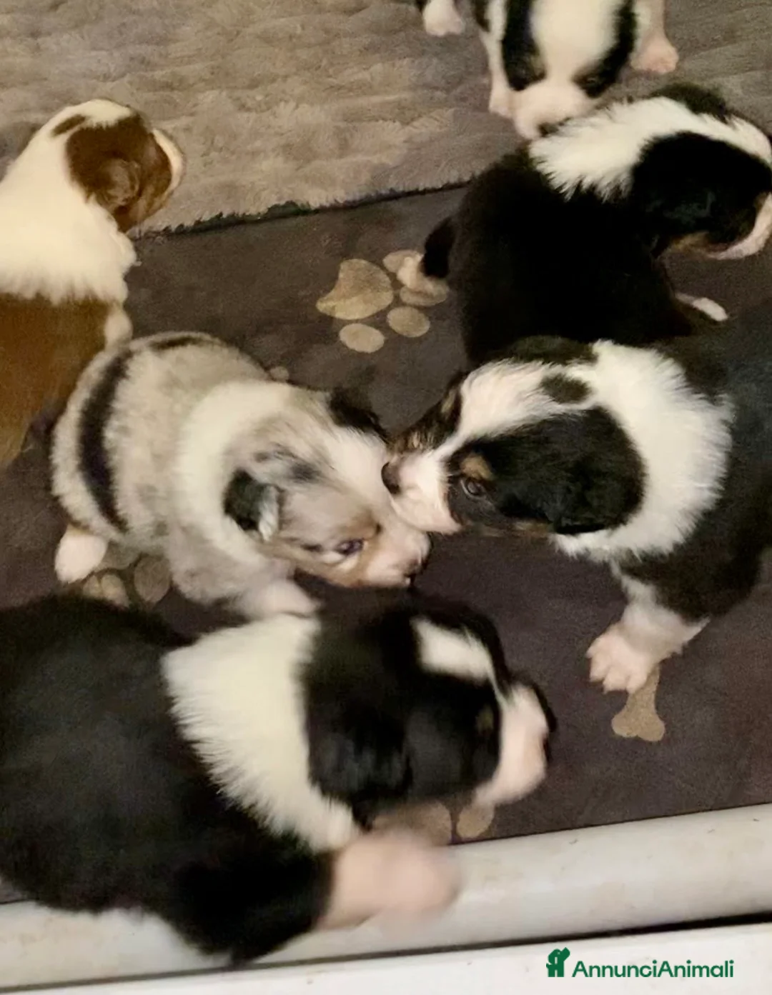 Australian Shepherd cani in vendita: Australian Shepherd pastore Australiano cuccioli - Annuncio 6