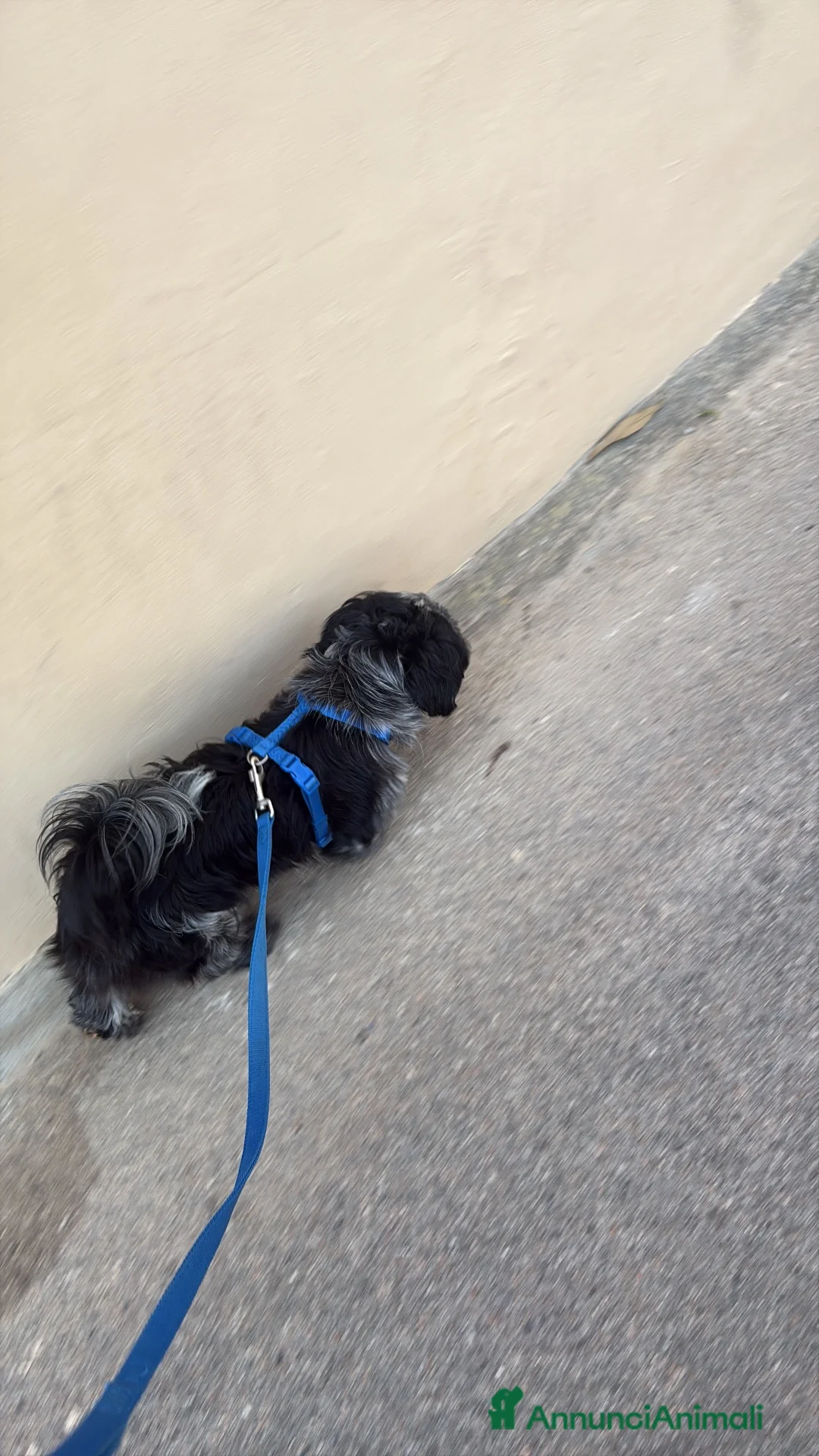 Meticcio cani per accoppiamento: Cerchiamo cagnetta per accoppiamento - Annuncio 3