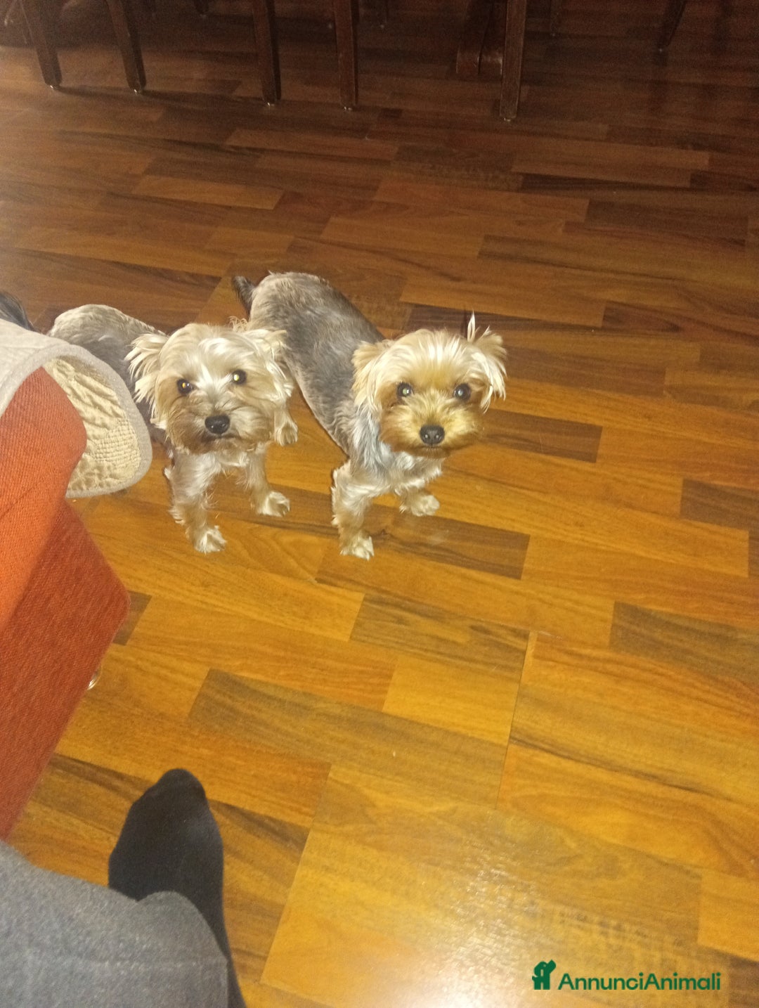 Yorkshire cani in vendita: Mini Yorkshire maschio e femmina, non imparentati - Annuncio 2