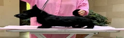 Scottish Terrier cani in vendita: Cuccioli Scottish Terrier - Annuncio 4