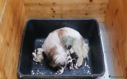 Shih Tzu cani in vendita: Shih Tzu cuccioli a Province of Rovigo - Immagine 17