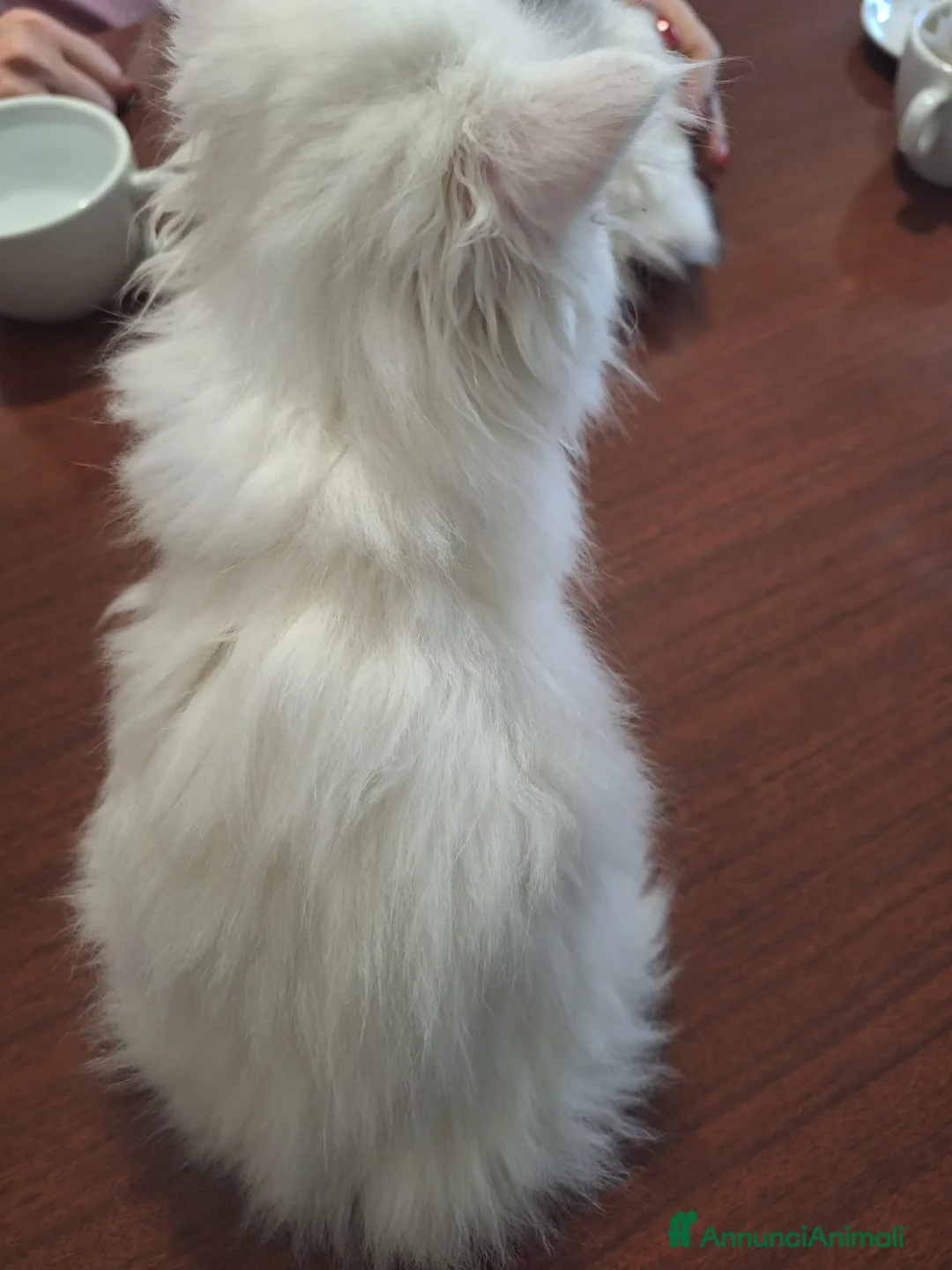 Persiano gatti in vendita: Femmina persianina bianca - Annuncio 7